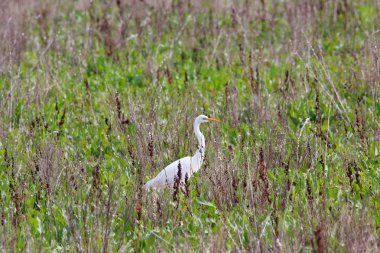 Tatlı peyzaj çim doğal rezerv ve Milli Parkı Donana, Endülüs, İspanya büyük ak balıkçıl
