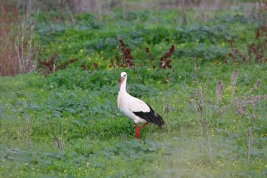Beyaz leylek çim doğal rezerv ve Milli Parkı Donana, Endülüs, İspanya güzel manzara. Bu doğal rezerv beyaz leylek nerede için yıl boyu yerlerden biri