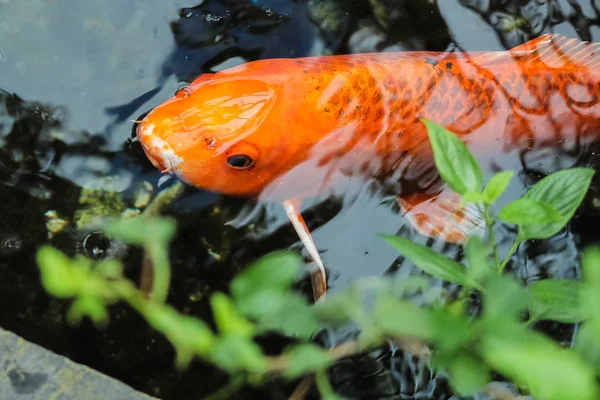 Koi Atau Ikan Mas Oranye Mewah — Stok Foto