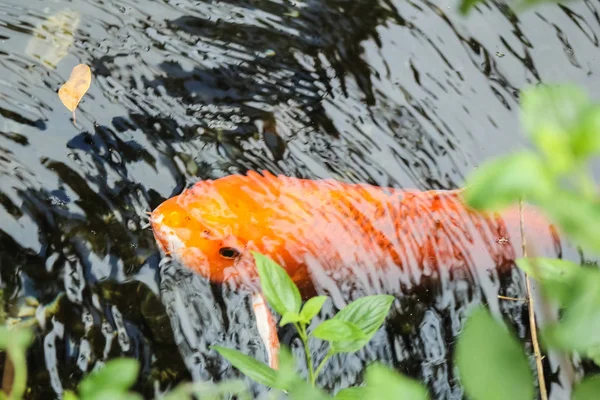 Koi Carpa Naranja Lujo — Foto de Stock