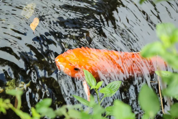 Koi Carpa Naranja Lujo — Foto de Stock