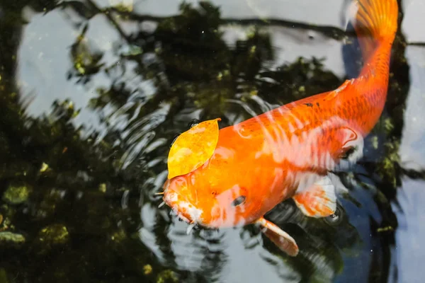 锦鲤或高档橙鲤鱼 — 图库照片