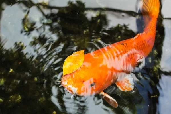Koi Atau Ikan Mas Oranye Mewah — Stok Foto