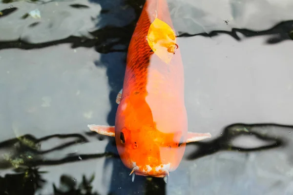 Koi Carpa Arancione Fantasia — Foto Stock