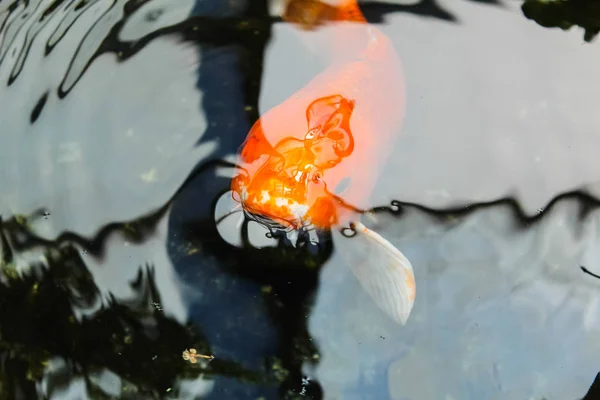 Koi Atau Ikan Mas Oranye Mewah — Stok Foto