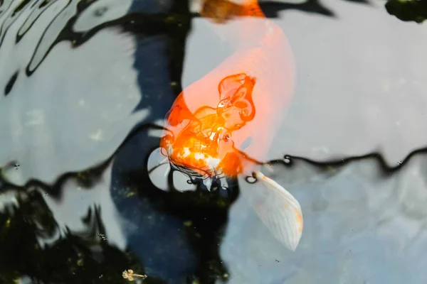 Koi Nebo Ozdobný Oranžový Kapr — Stock fotografie