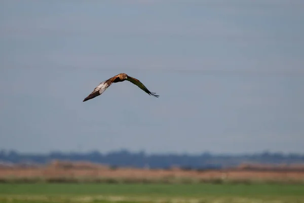 Red Kite Natural Reserve National Park Donana Andalusia Spain — Stock Photo, Image