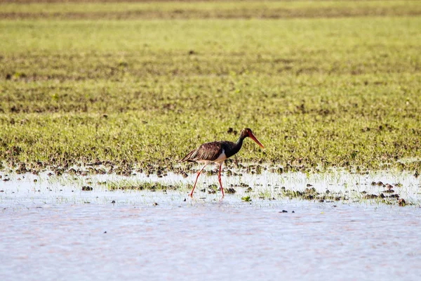 Sweet landscape of Black Stork in wetlands in natural reserve and national park Donana, Andalusia, Spain. This natural reserve is one of places where Black stork arrives in migration