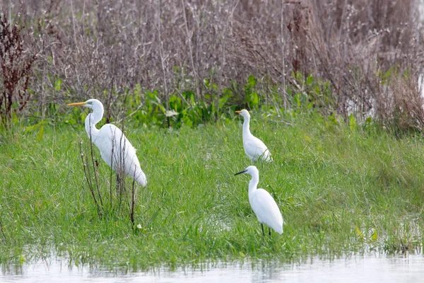 Sweet landscape of great egret and Cattle egret in grass in natural reserve and national park Donana, Andalusia, Spain