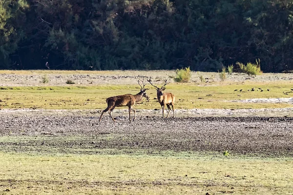 Cerfs Pendant Saison Des Amours Dans Parc National Donana Réserve — Photo