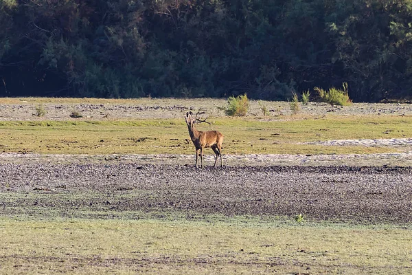 Cerfs Pendant Saison Des Amours Dans Parc National Donana Réserve — Photo