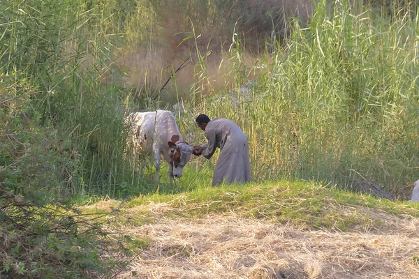 努比亚人在村郊放牧后 在日落时将牛带回家 — 图库照片