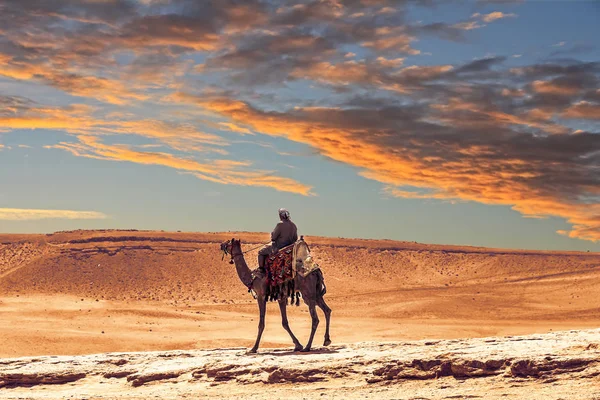 Beduino Sul Cammello Vicino Alle Piramidi Nel Deserto — Foto Stock