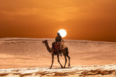 Bedevi devenin çölde gün batımında pyramids yakınındaki üzerinde