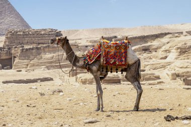 Kahire, Mısır Giza piramitleri önünde çölde kum deveye.