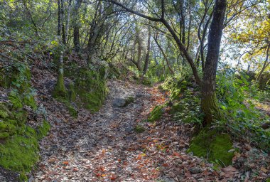 Ormanın ortasındaki patika. Yürümek için güzel bir yer, bol doğa, çok yeşil ve bakir bitki örtüsü. Huelva dağlarında gezinti rotası