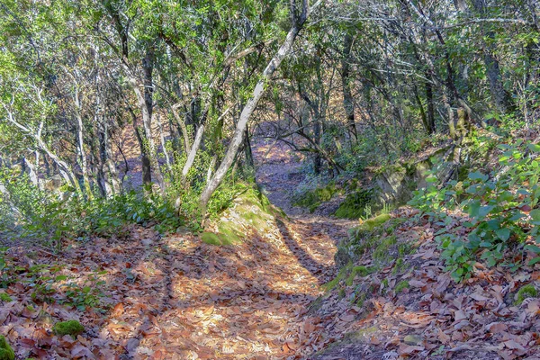 Caminho Meio Floresta Lugar Agradável Para Caminhar Com Muita Natureza — Fotografia de Stock