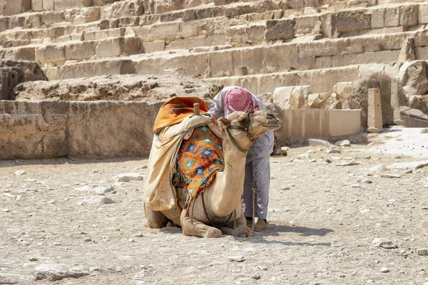 Beduin Teve Turisták Közelében Pyramids Giza Sivatagban Egyiptom — Stock Fotó