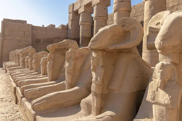 Esfinges Templo Luxor Gran Complejo Templos Del Antiguo Egipto Situado —  Fotos de Stock
