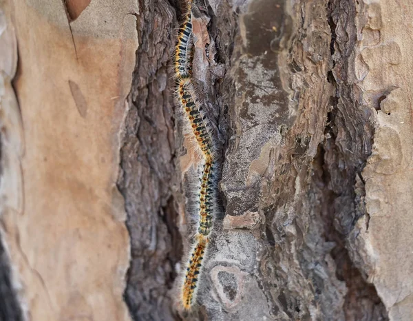 Çam Keseböceği Çam Ağacı Kabuğu Tarafından Aşağı Gidiyor — Stok fotoğraf