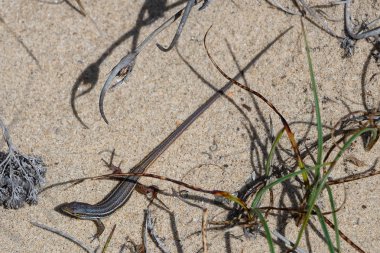Kumsalda güneşlenirken kertenkele. Yakın çekim görünümü. İspanya faunası. Akdeniz fauna.