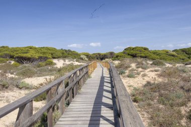 Ahşap yolu tepeleri ve pines plajda Punta Umbria, Huelva üzerinde. Los Enebrales beach