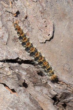 Çam keseböceği çam ağacı kabuğu