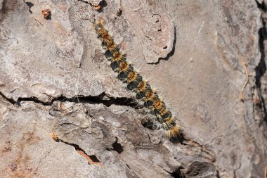 Çam keseböceği çam ağacı kabuğu