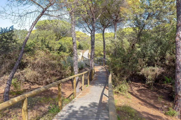 Ahşap yolu tepeleri ve pines plajda Punta Umbria, Huelva üzerinde. Los Enebrales beach