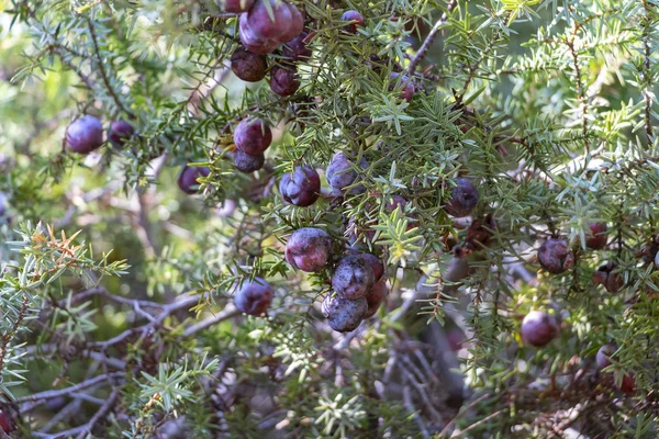 Beautiful Bush Juniper Berries — Stock Photo, Image