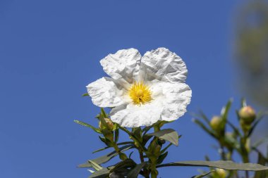 Açık mavi gökyüzü üzerinde beyaz rock-gül çiçek