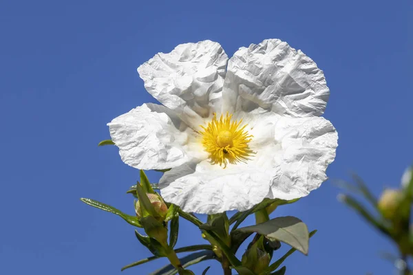 White rock-rose flower over clear blue sky