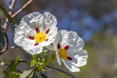 White rock-rose flowers with crimson markings clipart