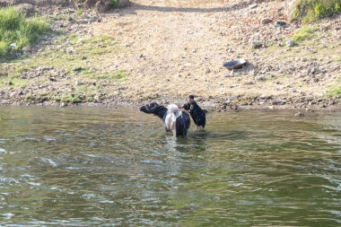 Luksor, Mısır-Eylül 11, 2018: Arap kadın onu sığır yıkama