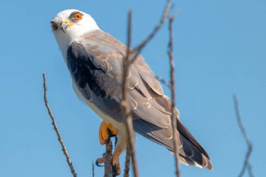 Siyah kanatlı uçurtma, Elanus caeruleus. Siyah omuzlu uçurtma kuş 