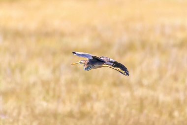 Gri Heron (Ardea cinerea) geri sarı pirinç alanı üzerinde uçuş