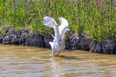 Eurasian Spoonbill (Platalea leucorodia) taking off in Donana Na clipart