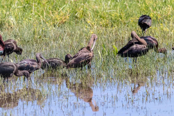 Glossy ibis (Plegadis falcinellus) in Donana National Park, Anda — Stockfoto