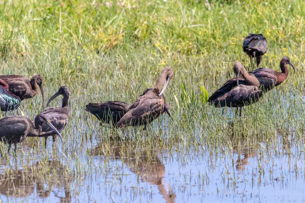 Glossy ibis (Plegadis falcinellus) in Donana National Park, Anda — Stockfoto