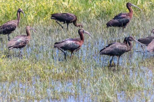 Fényes Ibis (Plegadis falcinellus) a Donana nemzeti parkban, Anda — Stock Fotó