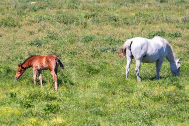 Safkan Endülüs İspanyol kısrağı ve tay otluyor 