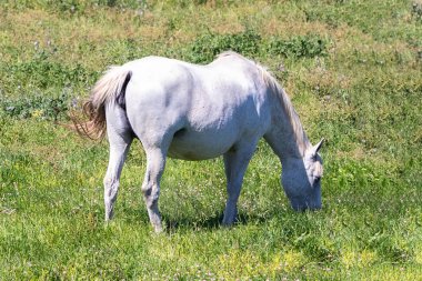 Safkan Endülüs İspanyol kısrağı 