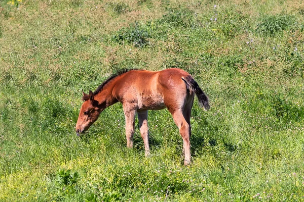 Pura raza andaluza potro español pastando en "Do jalá ana National Pa — Foto de Stock