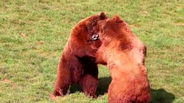 Cabarceno, Cantabria, Kuzey İspanya 'da doğa koruma alanında savaşan ayılar. Doğal park, beş kıtada yaşayan ve yarı özgür koşullarda yaşayan yüz hayvan türüne ev sahipliği yapar..