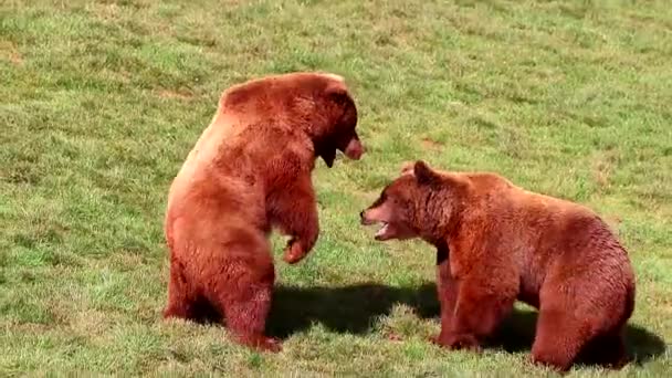 Beren Die Vechten Natuurreservaat Cabarceno Cantabrië Noord Spanje Het Natuurpark — Stockvideo