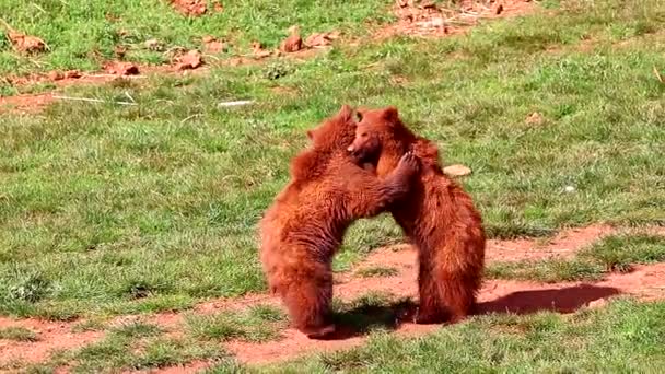 Медведи Играют Сражаются Вместе Заповеднике Кабарсено Кантабрия Северная Испания Природный — стоковое видео