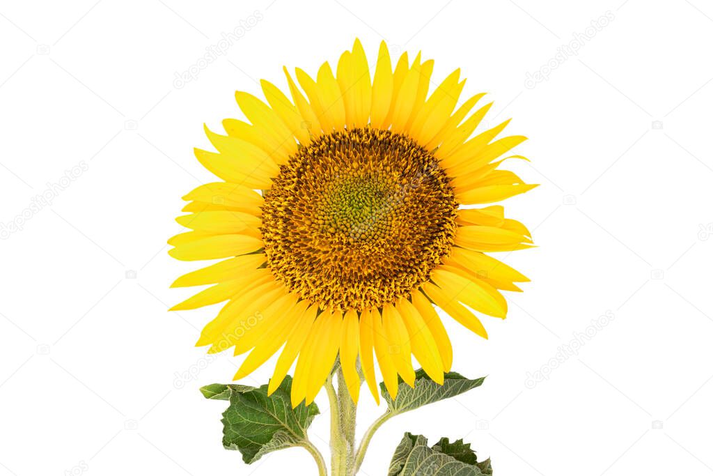 Sunflower isolated on white background