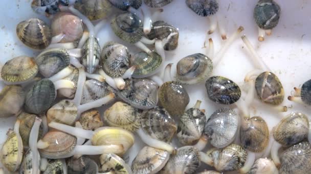 Almejas Vivas Expositor Restaurante Lanzando Chorros Agua Cámara Lenta Suave — Vídeos de Stock