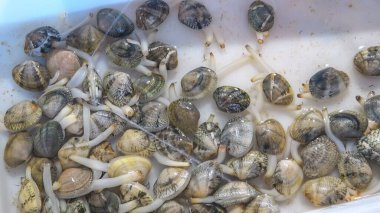 Restoranda su püskürten bir serginin önünde canlı istiridyeler.. 