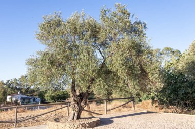 Zeytin ağacı zeytin dolu.